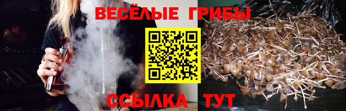 Чита  Псилоцибиновые грибы прущие грибы  Вход с VPN  Псилоцибиновые грибы Psilocybe 